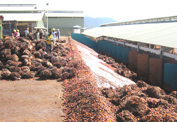 Crude Palm Oil Processing Plant